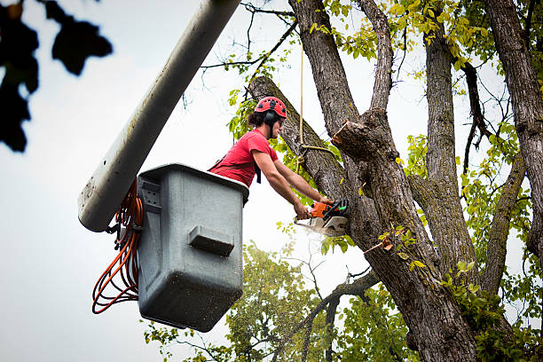 Reliable Carlyle, IL Tree Removal and Landscaping Services Solutions